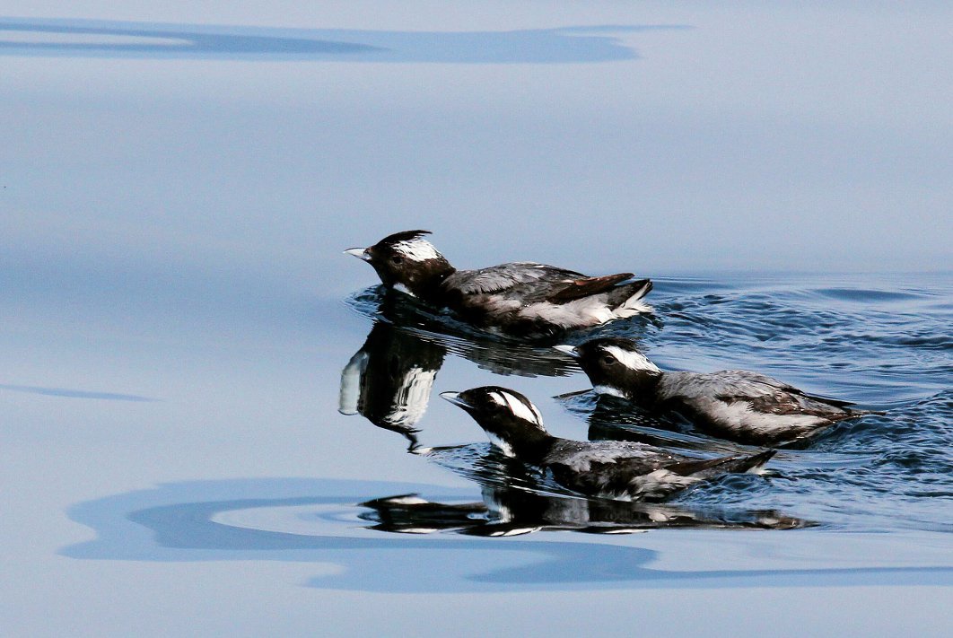 カンムリウミスズメ