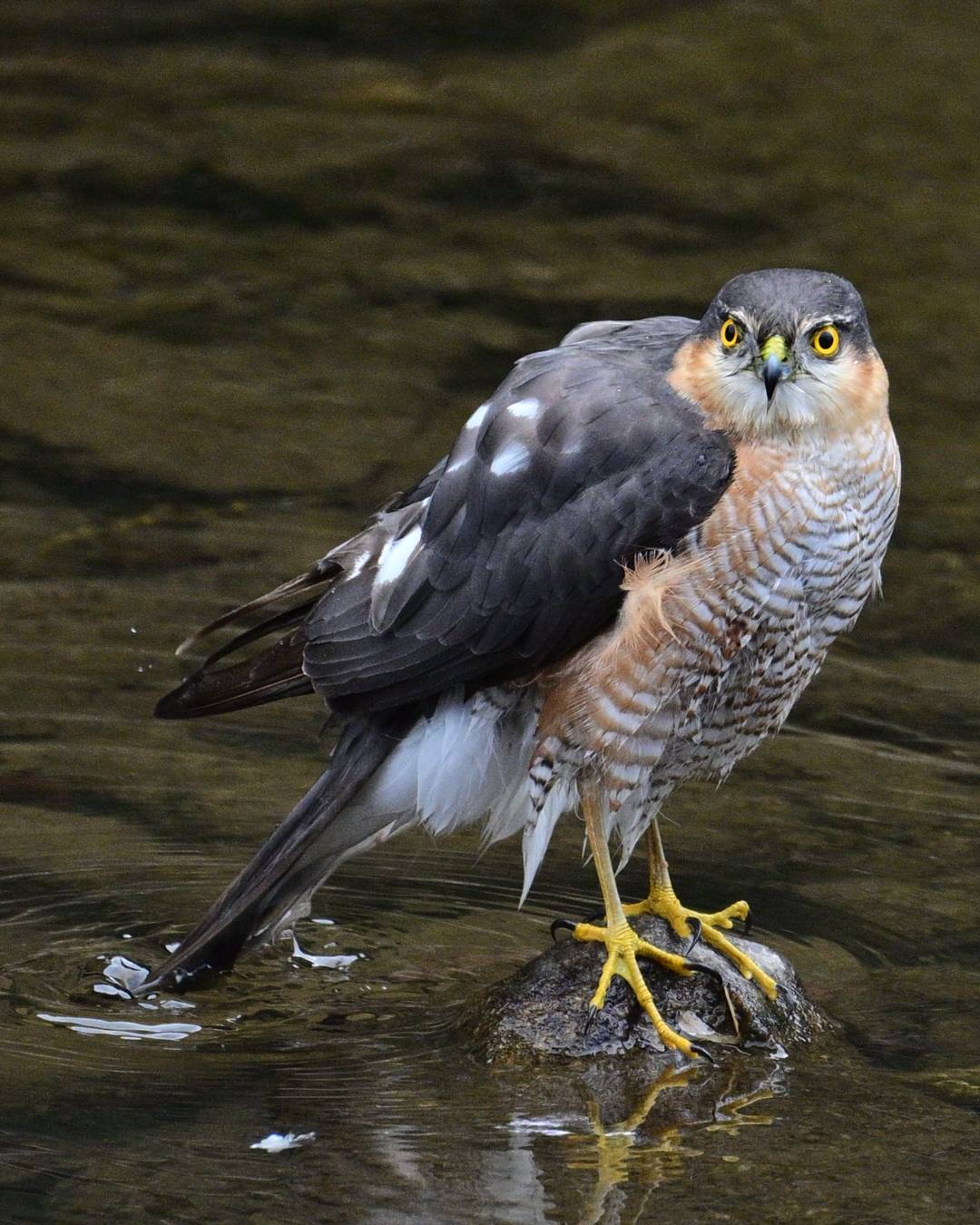 今月の野鳥「ハイタカ」 Image