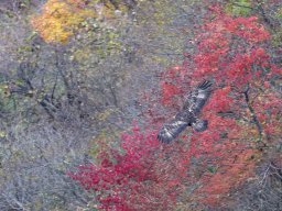 空高く飛んでいる鳥