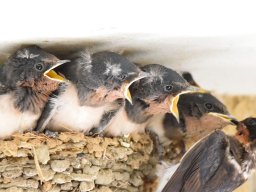 ツバメ子育てなう