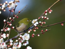 ウメジロ