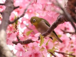 てんれい桜とメジロ