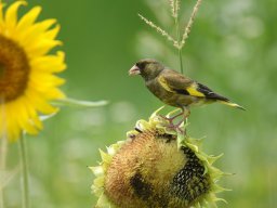 向日葵とカワラヒワ