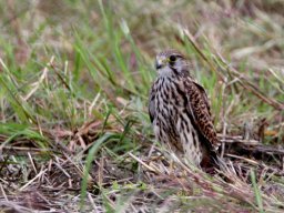 コチョウゲンボウ