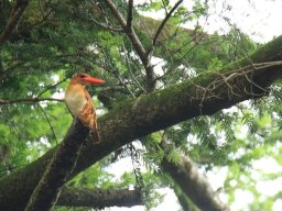 アカショウビン