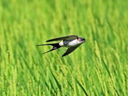 コシアカツバメ