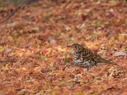 森・林とその周辺の鳥