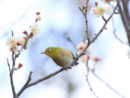梅の木にメジロ